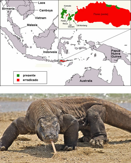 DRAGÓN DE KOMODO (Varanus komodoensis)